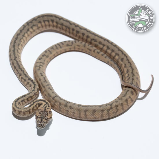 이 아름다운 (알 수 없는 카테고리 (male)) 카펫비단뱀(ID: 26-048)이 판매 중입니다.