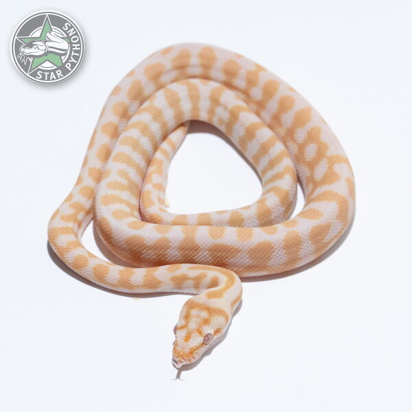This beautiful male Sunglow Jaguar dblhet Axanthic Granite carpet python with id 26-050 is for sale.