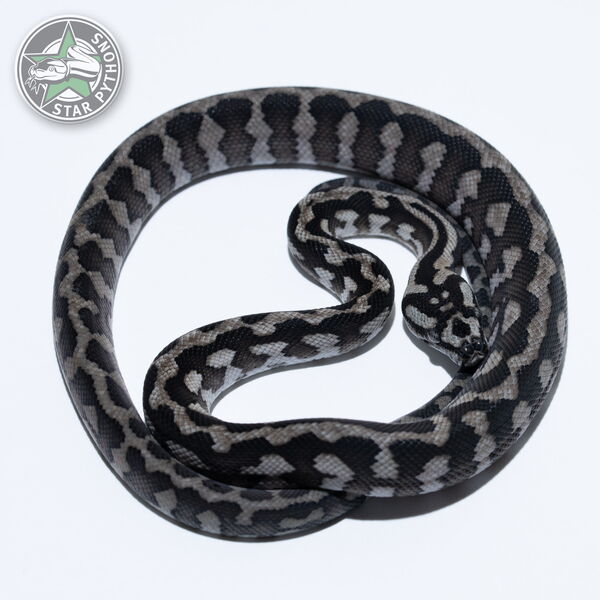 This beautiful female Axanthic (pure IJ) carpet python with id 26-062 is for sale.