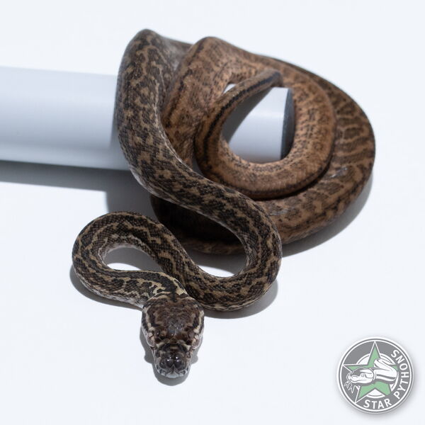 This beautiful female Zebra het Albino carpet python with id 26-132 is for sale.