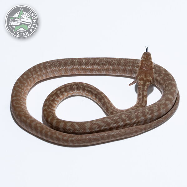 This beautiful female Hypo Zebra carpet python with id 26-246 is for sale.