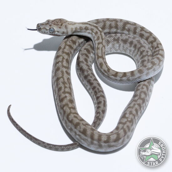 이 아름다운 (Ghost Zebra Jaguar (male)) 카펫비단뱀(ID: 26-268)이 판매 중입니다.