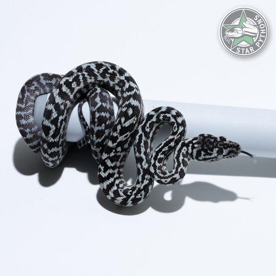 Dieses schöne Axanthic Zebra Teppichpython (männlich) mit der ID 26-374 ist zu verkaufen.