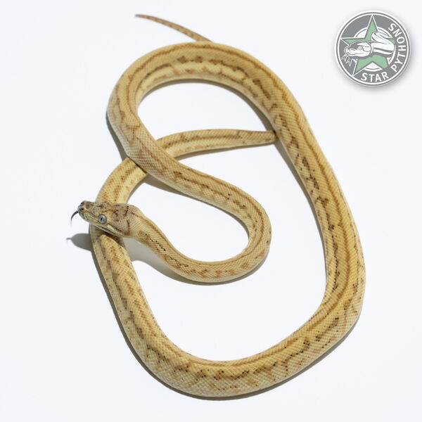 Dieses schöne Hypo Zebra Jaguar Teppichpython (weiblich) mit der ID 23-550 ist zu verkaufen.