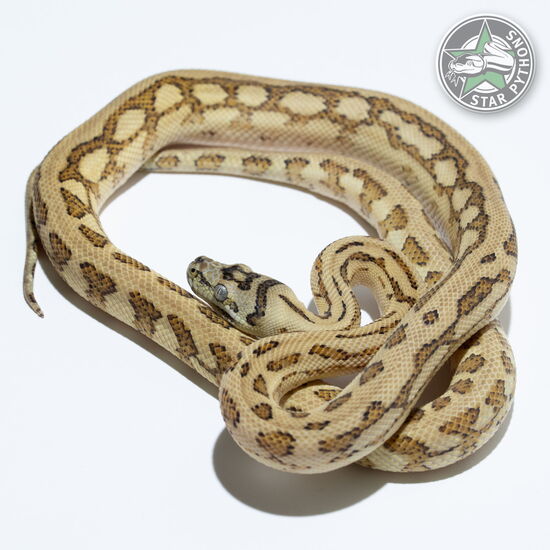 이 아름다운 (Caramel Jaguar het Axanthic (male)) 카펫비단뱀(ID: 23-788)이 판매 중입니다.