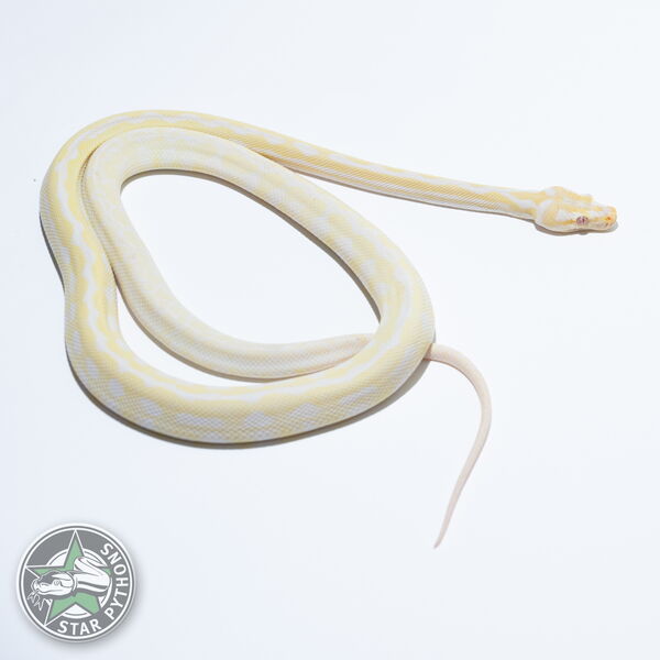 이 아름다운 (Snow het Granite (male)) 카펫비단뱀(ID: 24-036)이 판매 중입니다.