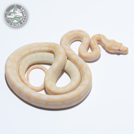 Dieses schöne Albino het Axanthic Teppichpython (weiblich) mit der ID 24-078 ist zu verkaufen.