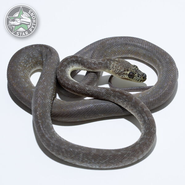 Dieses schöne Caramel Granite Teppichpython (männlich) mit der ID 24-258 ist zu verkaufen.