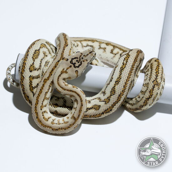 이 아름다운 (Hypo Zebra Jaguar (female)) 카펫비단뱀(ID: 24-783)이 판매 중입니다.