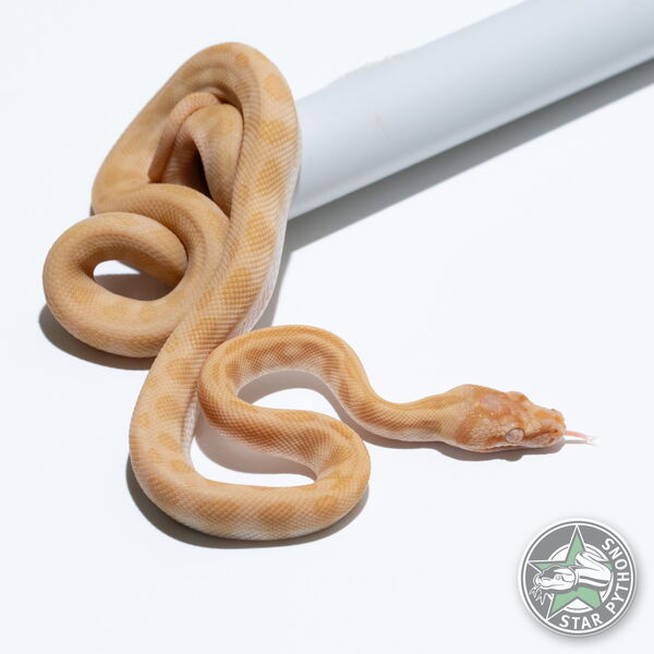 Dieses schöne Sunglow Jaguar Teppichpython (männlich) mit der ID 25-078 ist zu verkaufen.