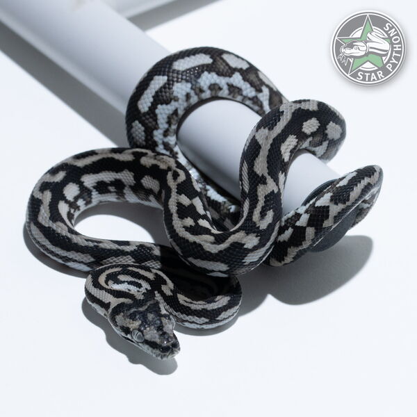 This beautiful female Axanthic carpet python with id 25-187 is for sale.