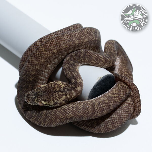 이 아름다운 (Caramel Granite (male)) 카펫비단뱀(ID: 25-357)이 판매 중입니다.