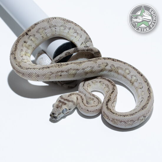 This beautiful male Ghost Jaguar (Paradox) carpet python with id 25-380 is for sale.