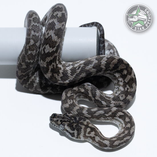 이 아름다운 (Caramel Axanthic Zebra (male)) 카펫비단뱀(ID: 25-600)이 판매 중입니다.