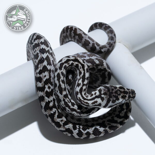 This beautiful male Axanthic Zebra carpet python with id 26-375 is for sale.