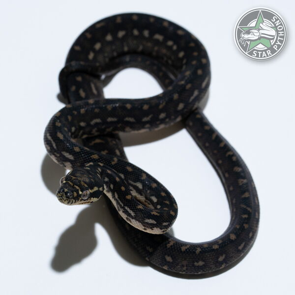 Dieses schöne Diamond Teppichpython (weiblich) mit der ID 26-602 ist zu verkaufen.