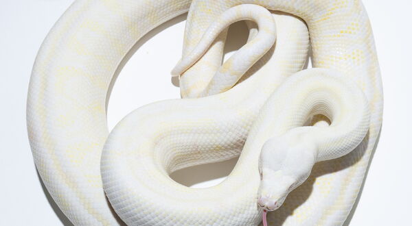 Moonglow Teppichpython Weibchen – Hypo Albino Axanthic (Morelia spilota), Schlupf 2022 – StarPythons