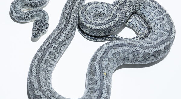 Hypo Axanthic Granite Teppichpython (Morelia spilota harrisoni) – natürliche hypomelanistische Variation innerhalb reiner IJ-Granite-Linie, nicht zu verwechseln mit dem Coastal-Hypo-Morph