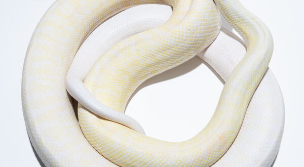 Snow Granite Teppichpython Männchen (Morelia spilota) – dreifach rezessive Kombination aus Darwin-Albino, Axanthic und IJ-Granite, StarPythons Zuchttier