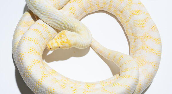 Sunglow Teppichpython (Morelia spilota) – Hypo-Albino-Kombination mit reduziertem Muster und warmen Farbtönen
