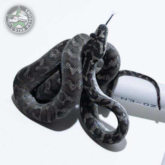 This beautiful male Axanthic het Granite carpet python with id 24-082 is for sale.