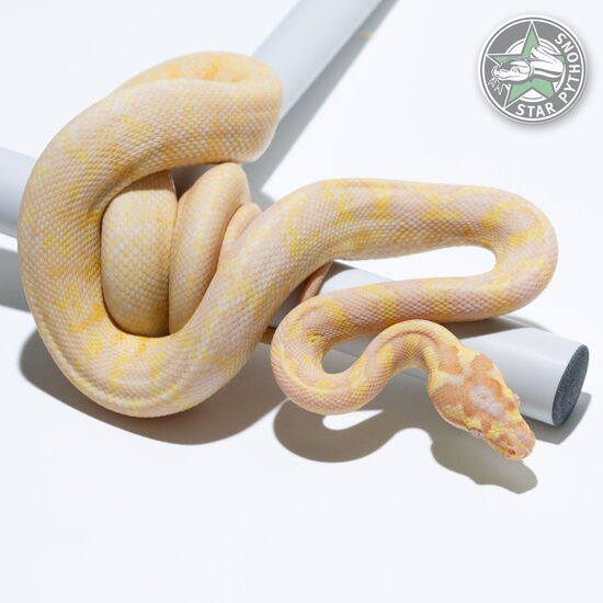 This beautiful female Albino het Granite carpet python with id 24-135 is for sale.