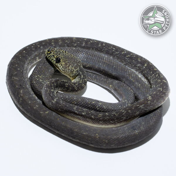 Dieses schöne Granite Teppichpython (männlich) mit der ID 24-262 ist zu verkaufen.