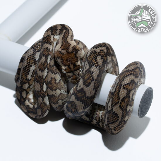 이 아름다운 (Caramel het Axanthic (male)) 카펫비단뱀(ID: 24-469)이 판매 중입니다.