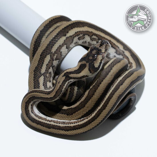 Dieses schöne Tiger (pure Coastal) Teppichpython (männlich) mit der ID 24-984 ist zu verkaufen.