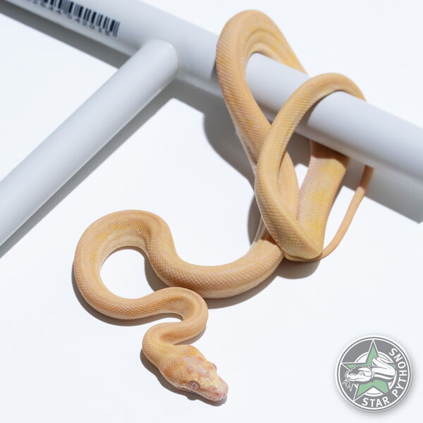 This beautiful female Albino (Redline) carpet python with id 25-165 is for sale.