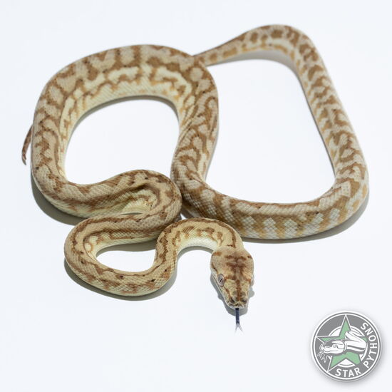This beautiful male Hypo Zebra Jaguar het Axanthic carpet python with id 25-268 is for sale.