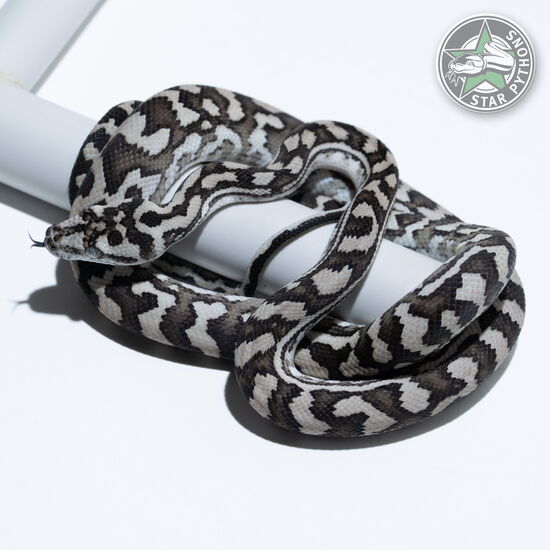 This beautiful female Axanthic carpet python with id 25-317 is for sale.