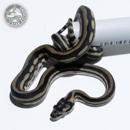 Dieses schöne Tiger (pure Coastal) Teppichpython (männlich) mit der ID 25-413 ist zu verkaufen.