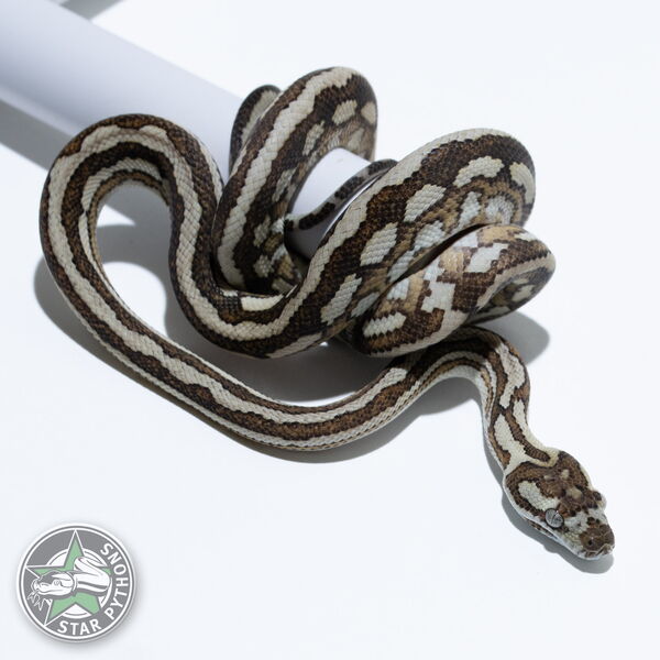 This beautiful male Caramel Tiger het Axanthic (pure Coastal) carpet python with id 25-472 is for sale.