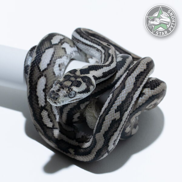 This beautiful female Axanthic Tiger (pure Coastal) carpet python with id 25-562 is for sale.
