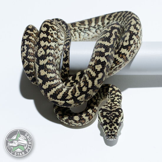 이 아름다운 (Caramel Zebra (female)) 카펫비단뱀(ID: 25-581)이 판매 중입니다.