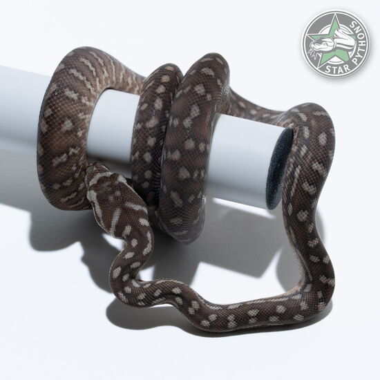 Dieses schöne Bredli Teppichpython (weiblich) mit der ID 25-652 ist zu verkaufen.