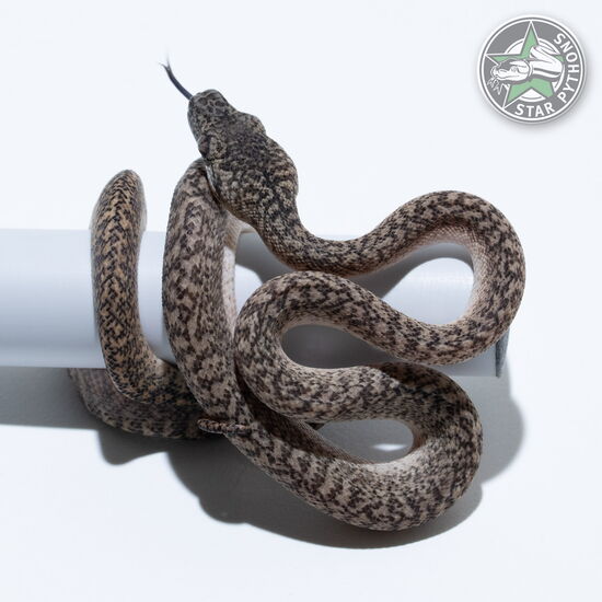 This beautiful male Granite het Axanthic carpet python with id 26-022 is for sale.
