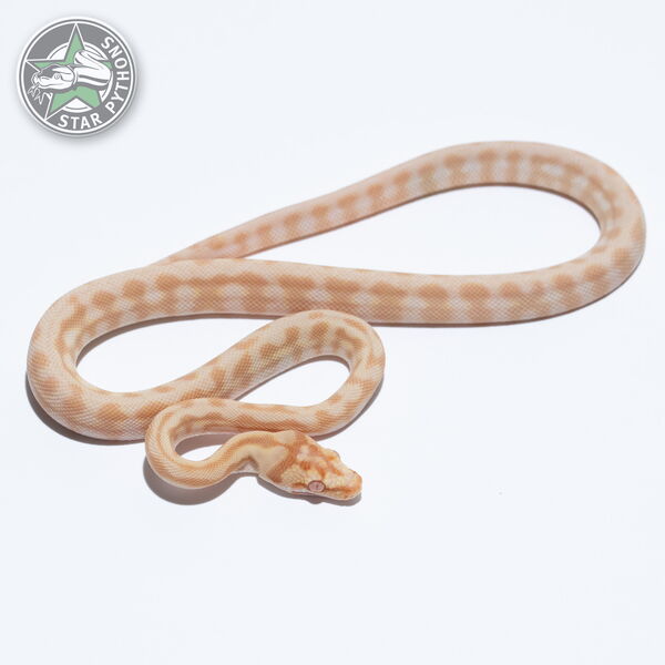 Dieses schöne Sunglow Jaguar dblhet Axanthic Granite Teppichpython (männlich) mit der ID 26-046 ist zu verkaufen.