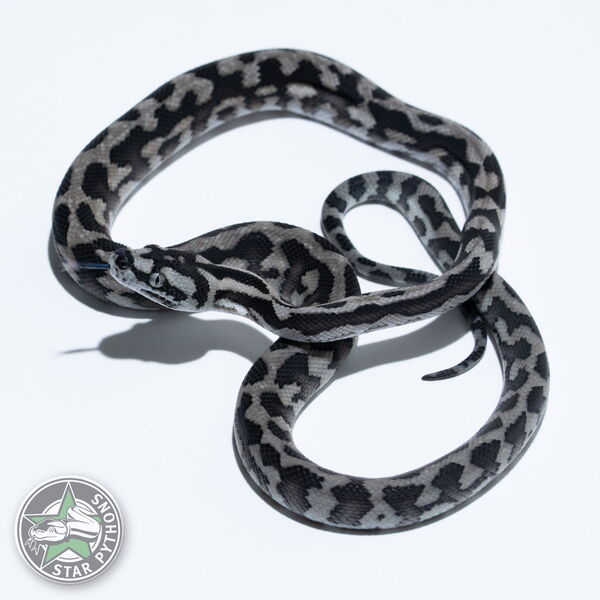 Dieses schöne Axanthic (pure IJ) Teppichpython (männlich) mit der ID 26-067 ist zu verkaufen.