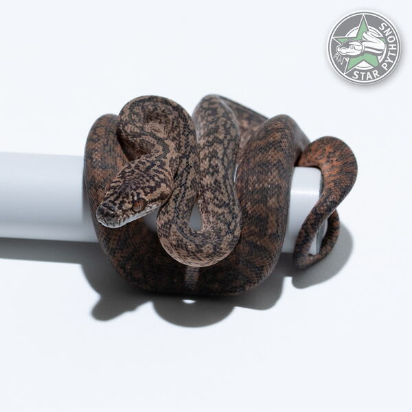 Dieses schöne Granite het Axanthic (pure IJ) Teppichpython (weiblich) mit der ID 26-207 ist zu verkaufen.