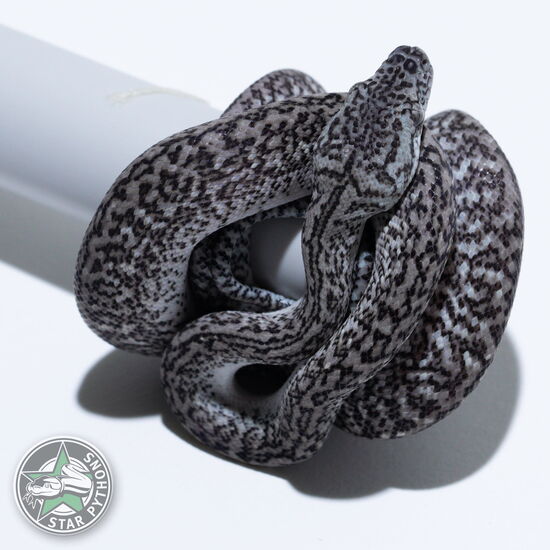 Dieses schöne Axanthic Granite Teppichpython (männlich) mit der ID 26-280 ist zu verkaufen.