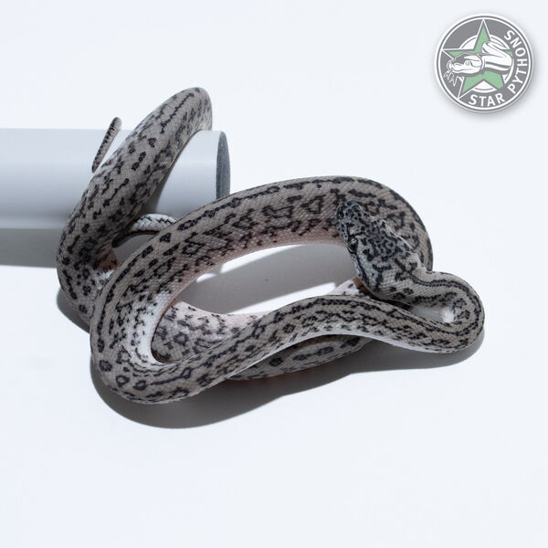 This beautiful female Axanthic Granite Jaguar carpet python with id 26-282 is for sale.