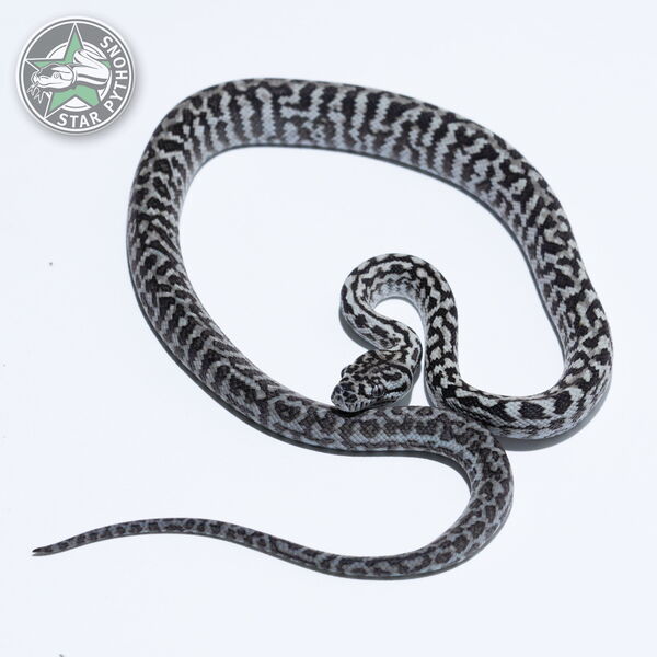 This beautiful female Axanthic Zebra carpet python with id 26-420 is for sale.
