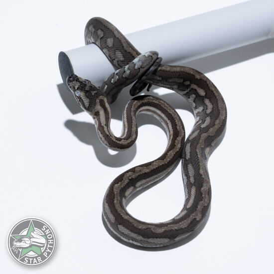 This beautiful female Caramel Axanthic Tiger carpet python with id 26-515 is for sale.