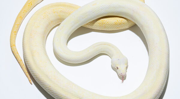 Caramel Albino Jaguar Teppichpython (Morelia spilota) – Dreifach-Kombination mit reduziertem Musterkontrast