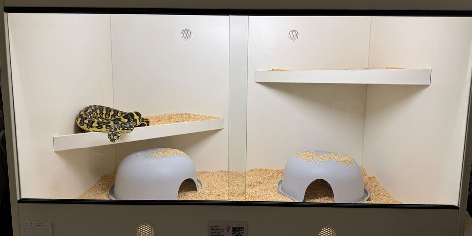 Terrarium für Teppichpythons – Haltung und Pflege