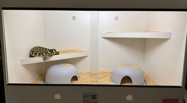 Carpet python enclosure setup with platforms – StarPythons