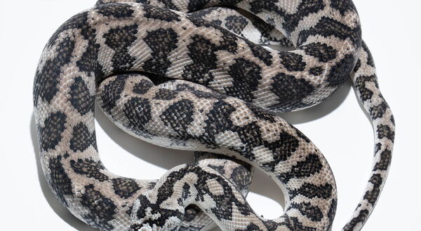 Ghost Teppichpython Männchen – Hypo Axanthic (Morelia spilota), Schlupf 2021 – StarPythons