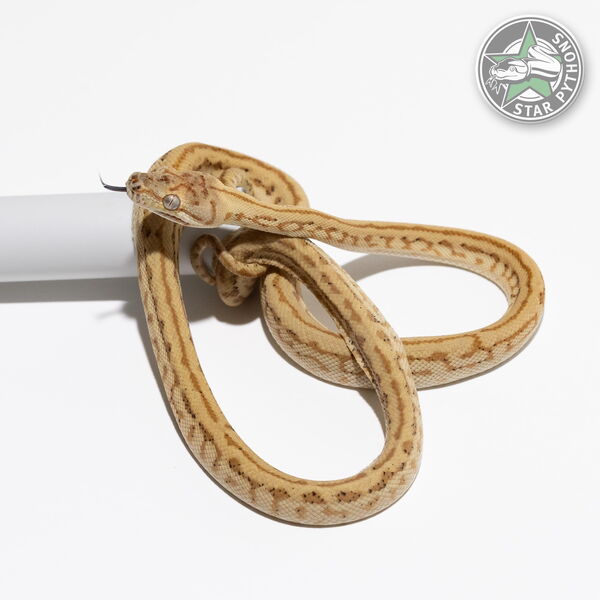 Dieses schöne Hypo Zebra Jaguar Teppichpython (weiblich) mit der ID 23-550 ist zu verkaufen.